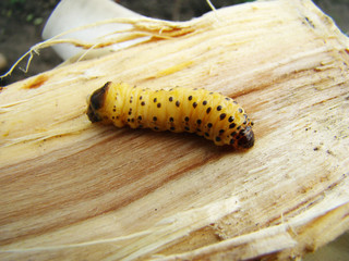 bark beetle