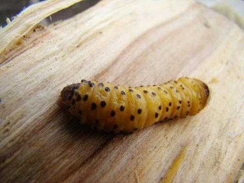 bark beetle