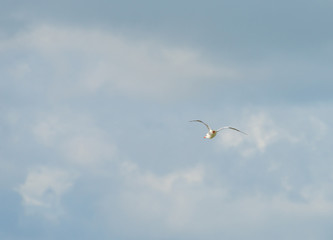 Tern flying in a cloudy sky in sunlight in summer