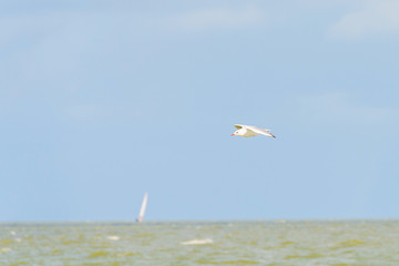 Tern flying in a cloudy sky in sunlight in summer