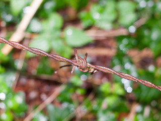 an old and brown rusty metal barbed wire