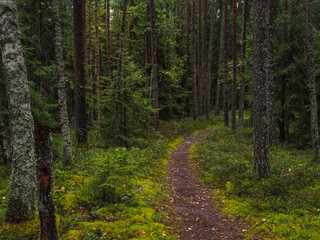 Autumn rain nature. Path in the autumn coniferous forest.
