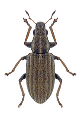 Beetle Sitona lineatus on a white background