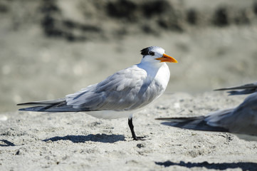 Royal Tern on sand