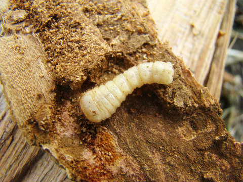 bark beetle