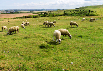 Naklejka premium troupeau de moutons