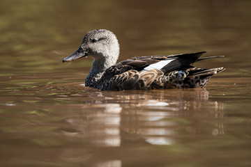 Gadwall, Duck, Anas strepera