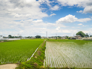 Close up of rice field plantation in Japan