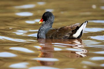Common Moorhen, Moorhen, Birds