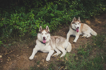 Naklejka na ściany i meble Siberian husky dog relax in summer forest 