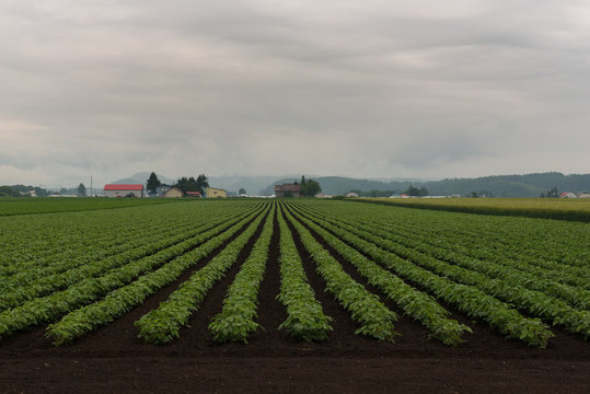 Beautiful rural landscape around Biei under a cloudy sky, Biei, Hokkaido, Japan