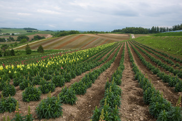 Fototapeta na wymiar Flower fields on the hills around Biei, Hokkaido, Japan