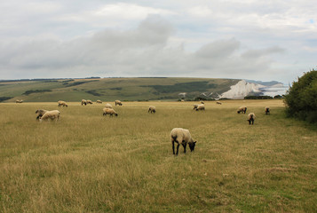 Seven Sisters Cliffs - United Kingdom