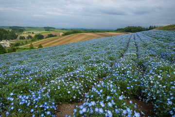Obraz premium Flower fields on the hills around Biei, Hokkaido, Japan