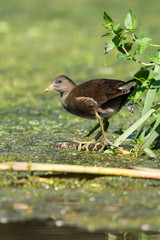 Common Moorhen, Moorhen - young bird, nestling 