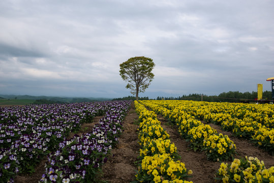 Lonely tree in a flower field on the hills of Biei, Hokkaido, Japan