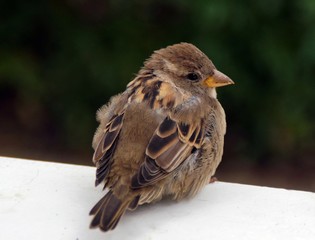 Haussperling (Passer domesticus) 
