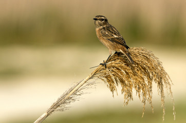 Common stonechat. Saxicola rubicola