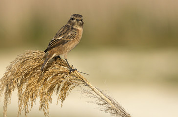 Common stonechat. Saxicola rubicola