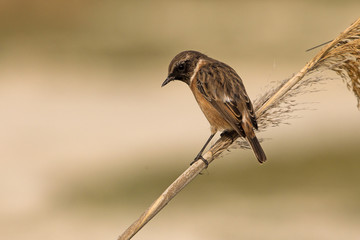 Common stonechat. Saxicola rubicola