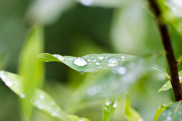 Close-up photo of tree petals with rain drops and blurred background