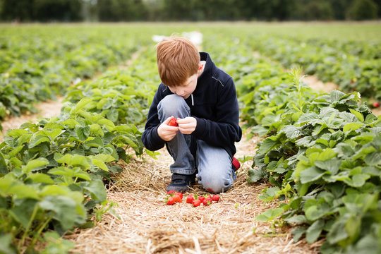 Kind sammelt Erdbeeren