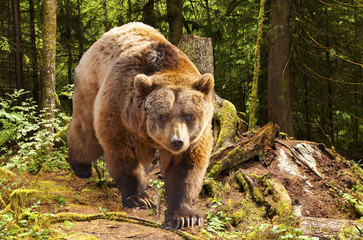 Obrazy na Szkle  kanadyjski niedźwiedź brunatny poruszający się po lesie