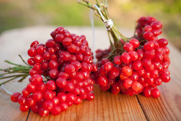Red berries of viburnum