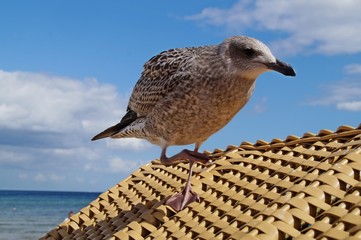 Möwen-Attacken nehmen immer stärker zu: Hier eine Silbermöwe im Jugendkleid