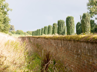 Fototapeta premium interesting view of row of trees above wall in sunlight summer