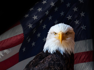 bald eagle against an american flag background