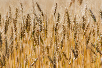 Fototapeta premium Ripen wheat field
