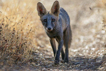 Vulpes vulpes curious
