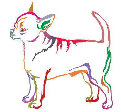Colorful decorative standing portrait of dog short haired Chihuahua vector illustration