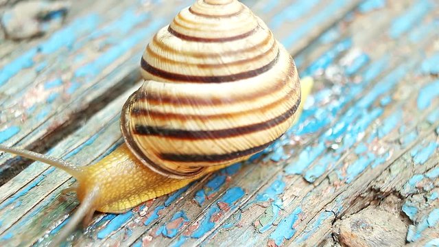 Grape snail with a shell on the wooden background