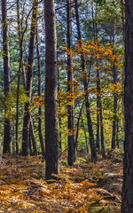 Autumn Scene in Fontainebleau Forest