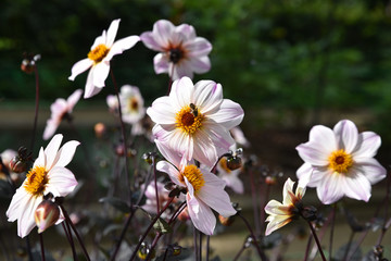 Dahlia blanc en été au jardin