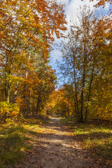 Footpath in a Forest in Autumn