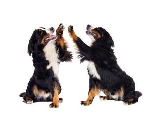 Bernese Mountain Dog gives paw over white background