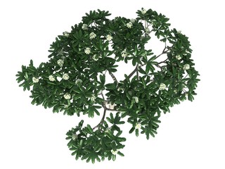 3d rendering of a realistic green tree top view isolated on white