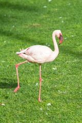 Pink flamingo