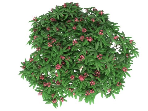 3d Rendering Of A Flower Bush From Top View Isolated On White