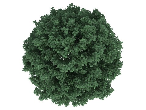 3d rendering of a realistic green tree top view isolated on white