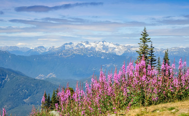 View of the Ipsoot mountain and wild flowers from the top of Blackcomb mountain, Whistler, British...