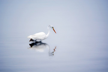 Great White Egret Searching for Food in the Bay