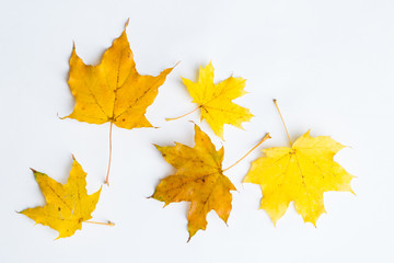 Autumn leaves on a white