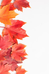 Autumn leaves on a white