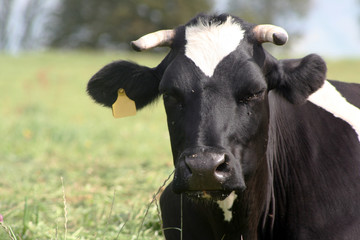 Laying a cow on grass in an organic farm.