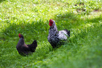 Chickens are grown freely