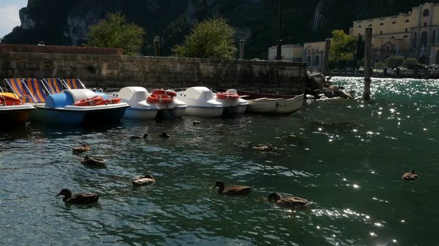 Dacks swim in the water next to the dock for catamarans on Lake Garda